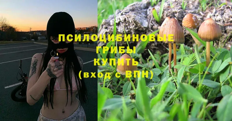 Галлюциногенные грибы Psilocybe Новошахтинск